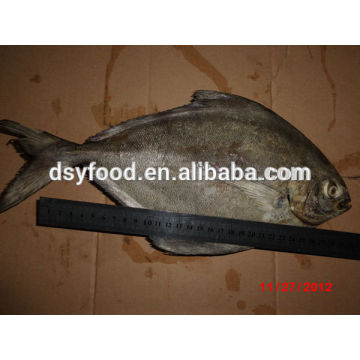 Parastromateus niger black pomfret